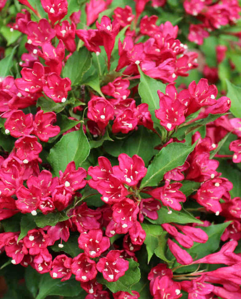 Вейгела Ред Принц